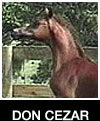 Don Cezar