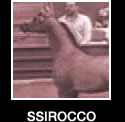 Ssirocco